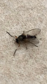 このハチのようなハエのような黒い虫が何なのかわかる人いますか Yahoo 知恵袋