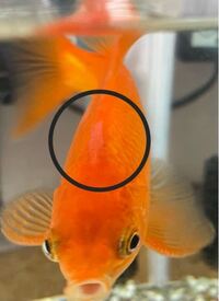 金魚についてです 我が家で飼っている和金のおでこ付近に白い膜のような Yahoo 知恵袋