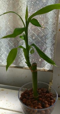3年前に買ったミリオンバンブーの茎が黄色くなってしわしわになってきました Yahoo 知恵袋