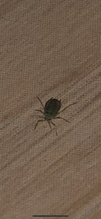最近家の壁や床に1 2mm程度の小さな虫が湧いているのを見つけました 潰す Yahoo 知恵袋