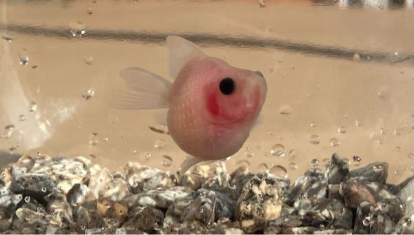 飼っている金魚のピンポンパールのエラが赤いです 病気でしょうか Yahoo 知恵袋