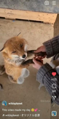 Instagramで きつねを飼育しているような動画がありました なついて Yahoo 知恵袋