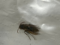 この蜂は 何バチか分かりますか 犬ヨークシャテリアが刺されたかも知れなくて Yahoo 知恵袋