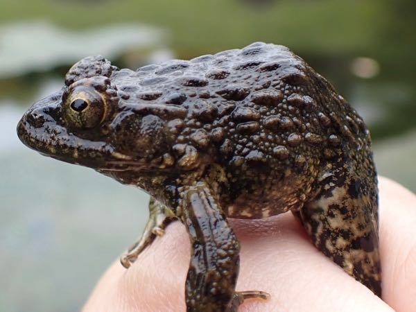 これはツチガエルですか ツチガエルです よく間違われるヌマ Yahoo 知恵袋