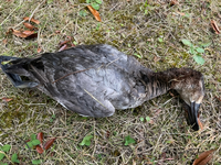 この鳥は既に死んでしまっているのですが なんという名前の鳥か分かりますか Yahoo 知恵袋