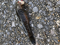 この魚はなんて言う魚ですか 穴釣りで釣れました ハゼの仲間 Yahoo 知恵袋