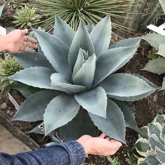 アガベを苗からこのくらいの大きさに育てるには 環境がそこそこ整っていること Yahoo 知恵袋