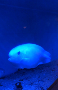 この魚はなんですか 鱗ない白い魚と検索しても出てきません Yahoo 知恵袋