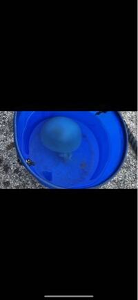 このクラゲなんて名前ですか スナイロクラゲではないでしょう Yahoo 知恵袋