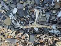 今日ある海で小さな石を9 10個拾ってきたのですが あとになって海や川で石を拾 Yahoo 知恵袋