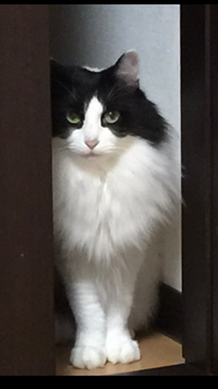 この猫の種類はなにか教えてください 猫の種類を判定するソフトに通したら8 Yahoo 知恵袋