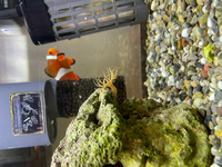 海水魚って海ブドウ食べますか 種によりますね もともと草食傾向の強いハギ Yahoo 知恵袋