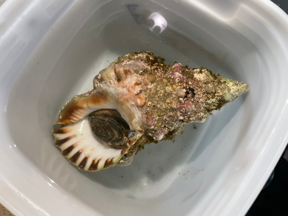 高知県の海で採れた巻貝の 名前を教えて下さい Yahoo 知恵袋