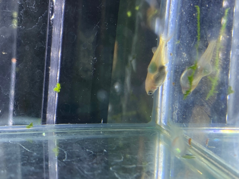 60cm水槽で飼ってるメダカに異変があり おわかりになる方アドバ Yahoo 知恵袋