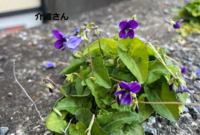 この植物の名前は何ですか？
撮影日は2021年12月28日で撮影場所は兵庫県です。
よろしくお願いします。 