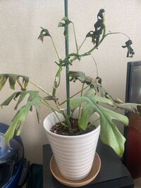 観葉植物の防寒について毎年 冬になると幸福の木 パキラを枯らし Yahoo 知恵袋
