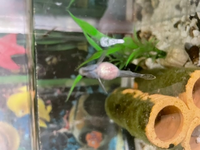 ヨシノボリのお腹が大きいです 1ヶ月ぐらいかけておおきくなりました 妊娠で Yahoo 知恵袋