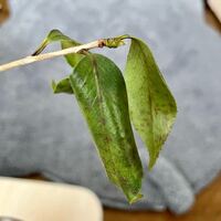 お願いします椿の葉がくるくるとあっちこっちで巻いているのですが病気で Yahoo 知恵袋