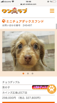 チョコダップル！プロフィール見てください ミニチュアダックスフンド(チョコレートダップル)の子犬を価格や