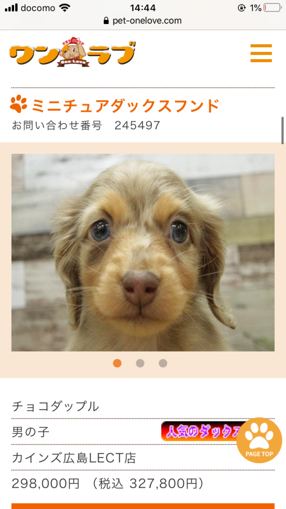 チョコダップル！プロフィール見てください ミニチュアダックス 女の子<BR>2024年7月4日生まれ<BR>チョコ
