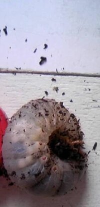 カブトムシの幼虫に寄生虫 虫嫌いな人は画像があるから見ないでく Yahoo 知恵袋