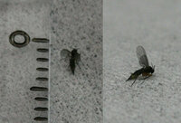 プランターの土に黒い小さな飛ぶ虫が大発生して困っています コ Yahoo 知恵袋