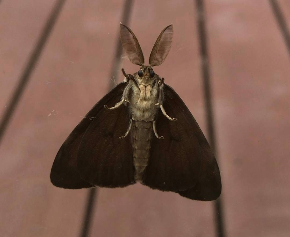 虫注意画像ありこの蛾 はなんという名前ですか めちゃくちゃ前に窓に張り付 Yahoo 知恵袋