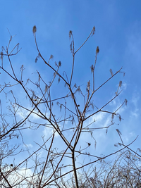 山の木を伐採しているのですが 漆かハゼの木に見えるのですが これ何の木かわ Yahoo 知恵袋