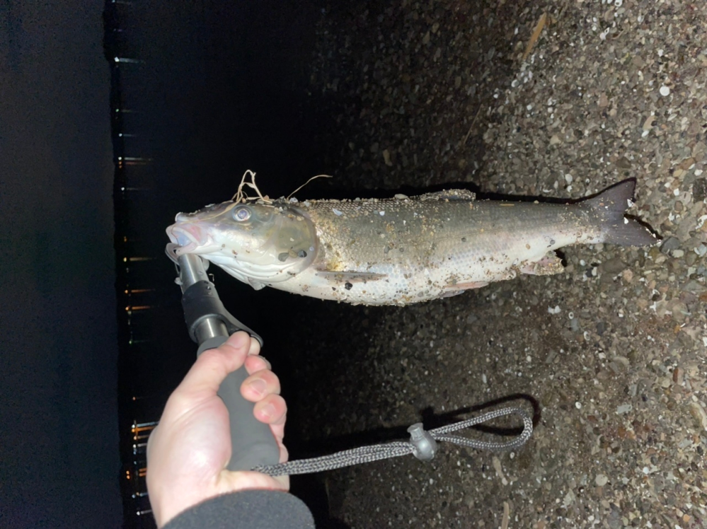 これって何の魚かわかりますか？ 茨城県の涸沼でルアー投げてたら釣れました。 ボラか鯉かシーバスかと思うのですが。。