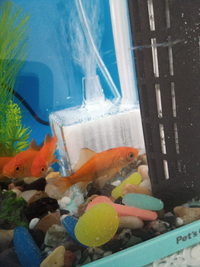 姉金について 姉金は必ず赤色なのでしょうか 先日姉金を購入した際に飼育ケー Yahoo 知恵袋