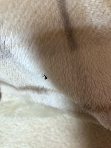 昨日家でこの虫を2匹見ました。今日枕の上に1匹いました。なんなんですかこの虫！！おしえてください(;_;)