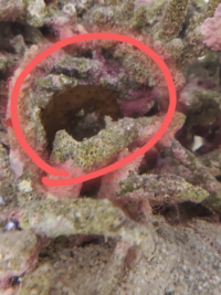 海水水槽の謎の生物について教えて下さい 半年程前にライブロックを追加 Yahoo 知恵袋