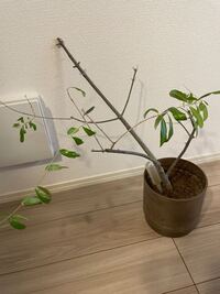 オリーブの木をまっすぐにする方法を教えて下さい どうか 博識な方々のお知恵 Yahoo 知恵袋