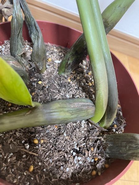 観葉植物ザミオクルカスについて質問です。 - 育てている