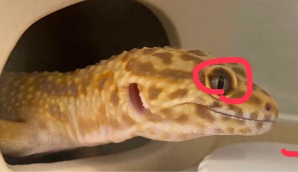 飼ってるレオパが 気づいたら右瞼の上 内側が黒くなってました 青で囲ったと Yahoo 知恵袋