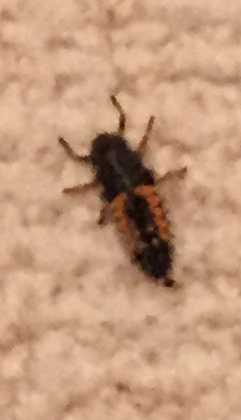 引っ越し当初家にいた虫なんですがいまだに解明できません。 何の虫かわかる方いますか？