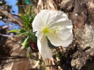 夜咲くツキミソウと言われて種を秋に蒔きましたが、1月21日ごろから花びらがほぐれ 朝咲きました、色は白です軒下でポット植えです。名前間違いでしょうかわかる方名前を教えて下さい。写真が上手く載せられなかったので再掲です。