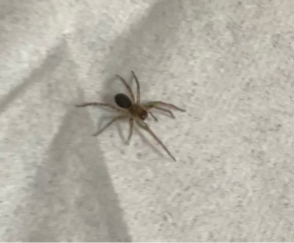 この蜘蛛の名前わかる人いたら教えてください。 部屋で出ました。