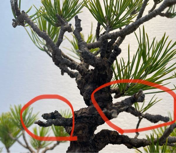 この黒松盆栽の枝、なんで、こんな中途半端な切り方をしているのでしょうか？今後の為？ どう、処理すべきですか？