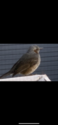 この鳥は何鳥でしょうか Yahoo 知恵袋