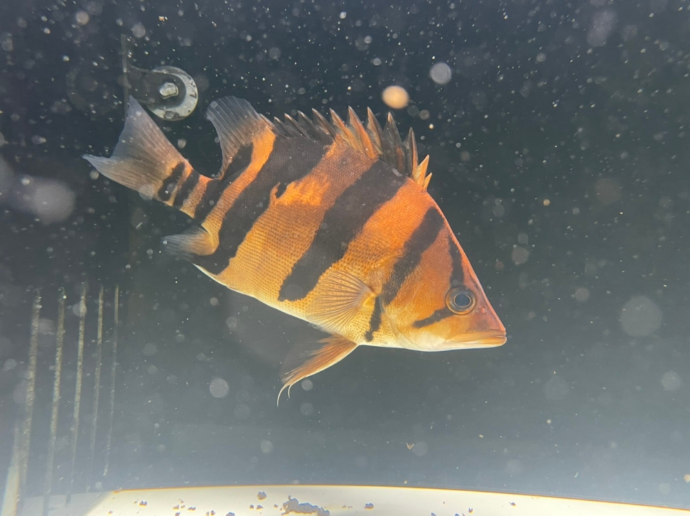 ダトニオリアルバンド、25cm位です。8cm位から飼育始めてやっ 