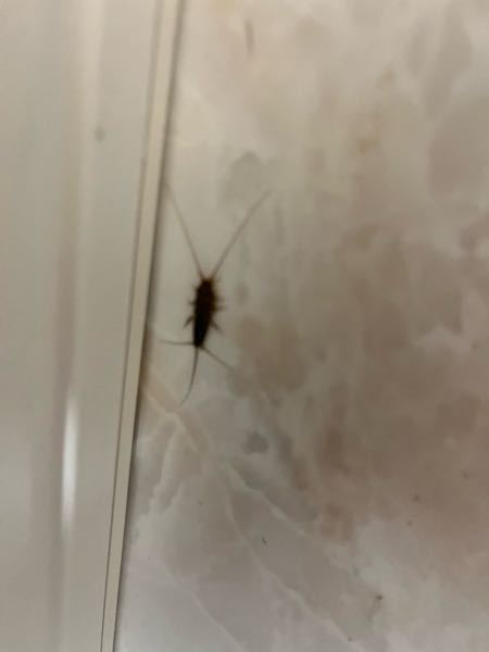 トイレでふと下を見たらこの虫がいました。何の虫でしょうか？