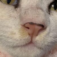 これうちの猫の鼻なんですけど この上の方についてる黒い線 って模様ですかね Yahoo 知恵袋