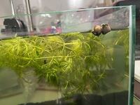 なんでタニシがメダカのいる鉢から飛び出るんですか タニシだ Yahoo 知恵袋