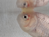 1週間ほど前から金魚の顔に赤い点ができました 水換えで良く Yahoo 知恵袋