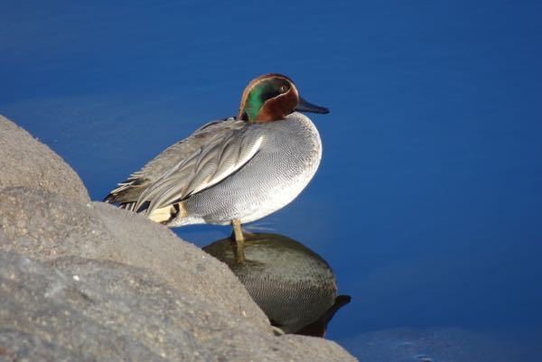近くの池で綺麗な鴨のような鳥がいました 名前を知りたいのですがお分かりの方 宜しくお願いします