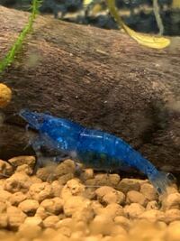 ブルーベルベットシュリンプが抱卵しました 隔離したほうがい Yahoo 知恵袋