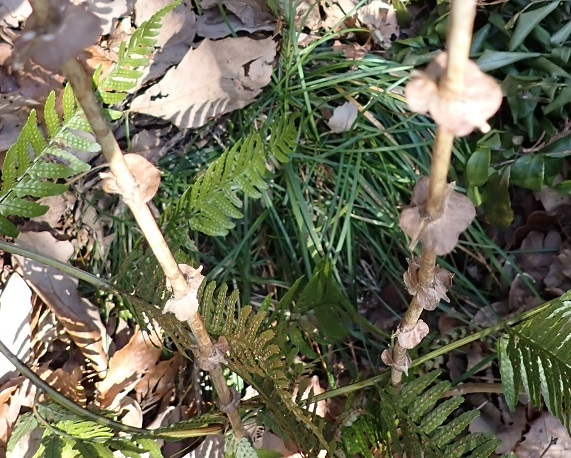 ドライフラワー状態の2本の植物です。 茎に段々にがく片でしょうか、残っています。 この植物の名前教えてください。