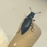 この黒い虫は何と言う名前でしょうか 大きさは5mmぐらいだと思い Yahoo 知恵袋