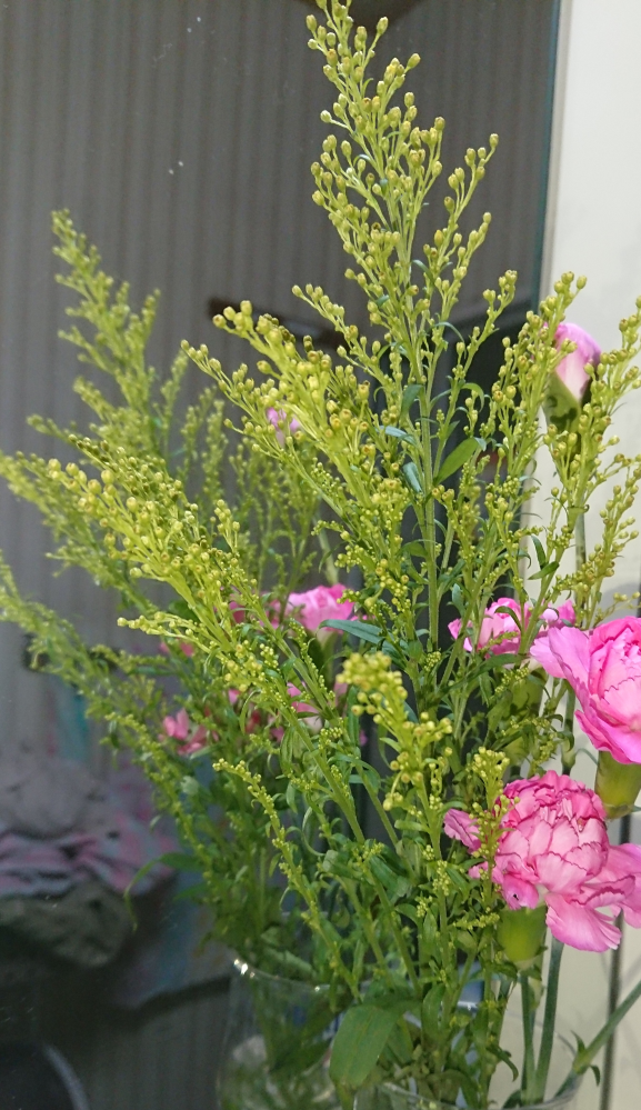 画像の黄色っぽい花の名前は何と言いますか オミナエシでもカスミソウでもな Yahoo 知恵袋